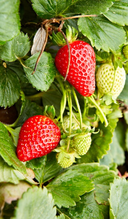 STRAW ALBION JUMBO 6 PAC