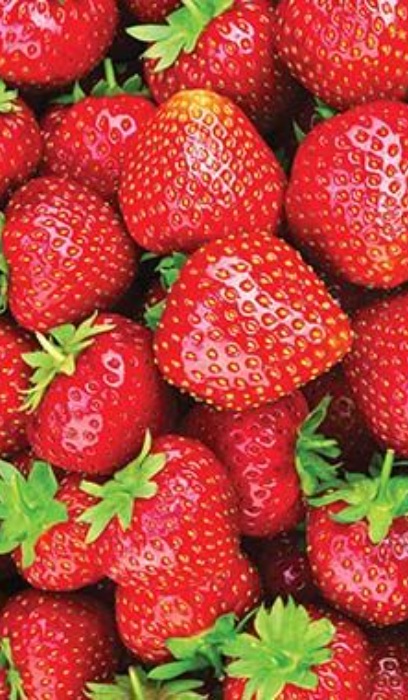 STRAW EVERSWEET JUMBO 6 PAC