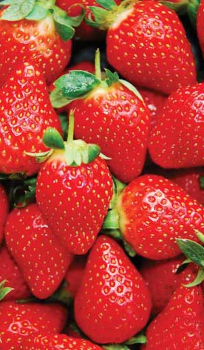 STRAW HONEOYE JUMBO 6 PAC