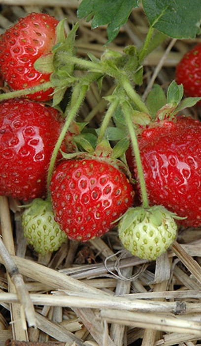 STRAW JEWEL JUMBO 6 PAC