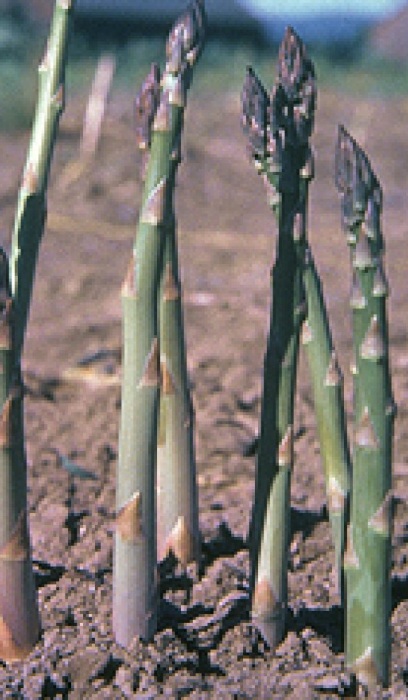 ASPARAGAS JERSEY KNIGHT #1