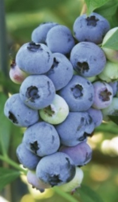 BLUEBERRY BLUE RAY #1