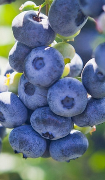 BLUEBERRY CHIPPEWA #1