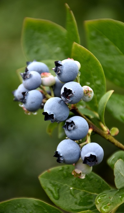 BLUEBERRY NORTHBLUE #1