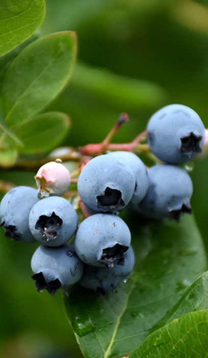 BLUEBERRY NORTHCOUNTRY #1