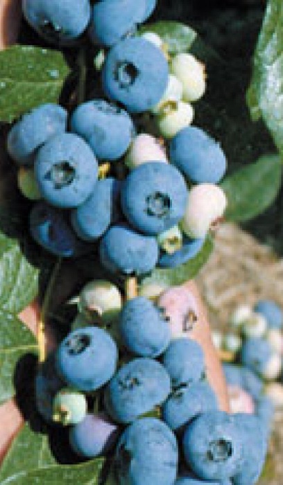 BLUEBERRY PATRIOT #1