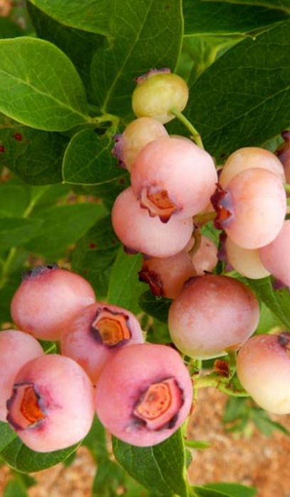 BLUEBERRY PINK POPCORN #1