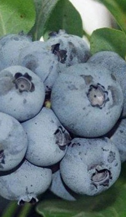 BLUEBERRY SAINT CLOUD #1