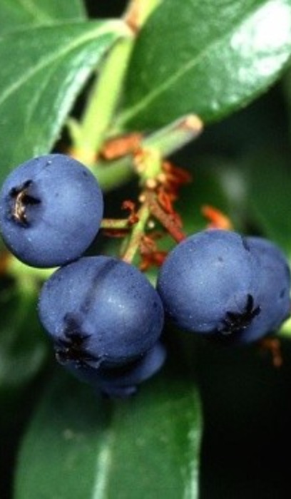 BLUEBERRY SUPERIOR #1