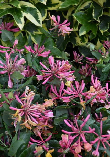 LONICERA HEK GOLDFLAME #2