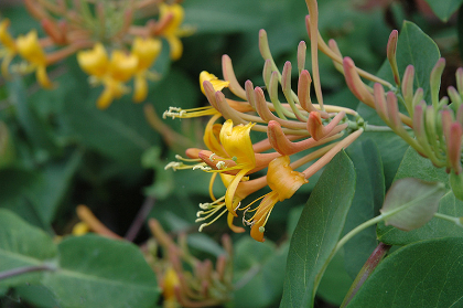 LONICERA MANDARIN HONEYSUCKLE #2