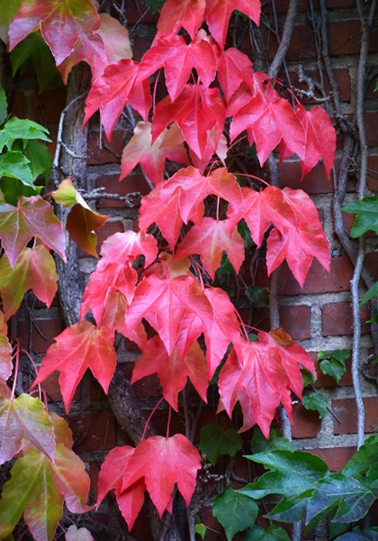 PARTH TRI BOSTON IVY #1