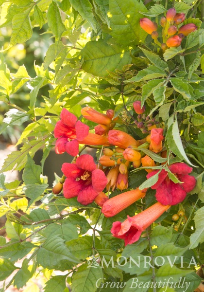 CAMPSIS RAD BALBOA SUNSET #1