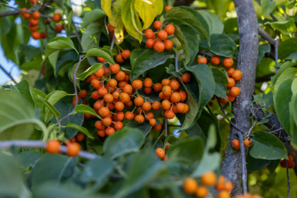 CELAS SCA AUTUMN REVOLUTION #2FE