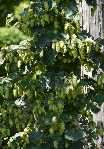 HUMULUS CASCADE HOPS #2