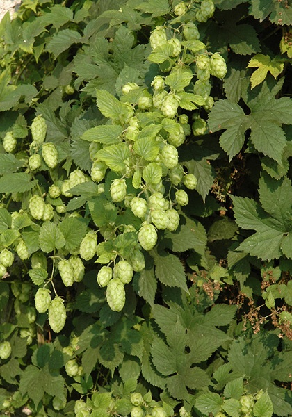 HUMULUS NUGGET ORN HOPS #2