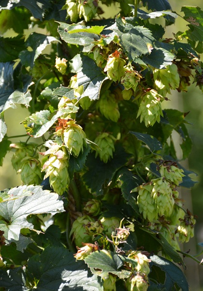 HUMULUS WILLIAMETTE HOPS #2