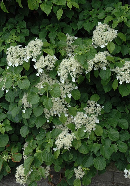 HYDRA CLIMBING HYDRANGEA #2