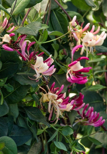 LONICERA PER PEACHES & CREAM #2