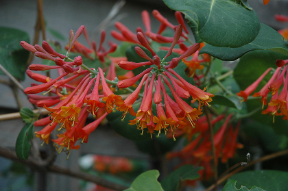 LONICERA DROPMORE SCARLET #1