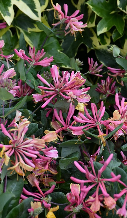 LONICERA HEK GOLDFLAME #2