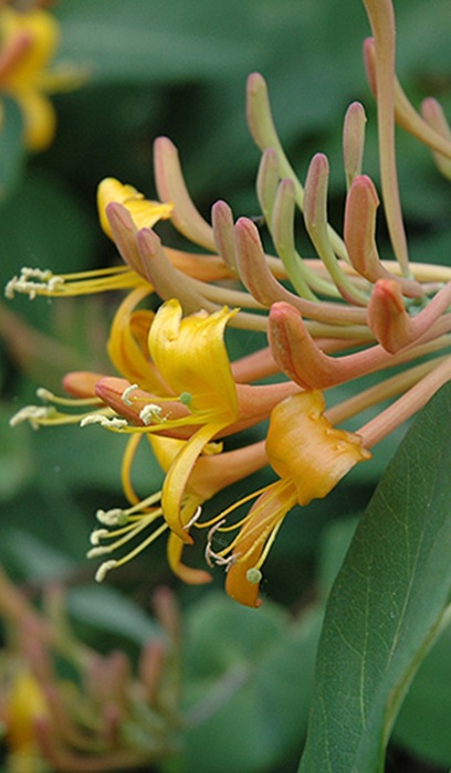 LONICERA MANDARIN HONEYSUCKLE #2