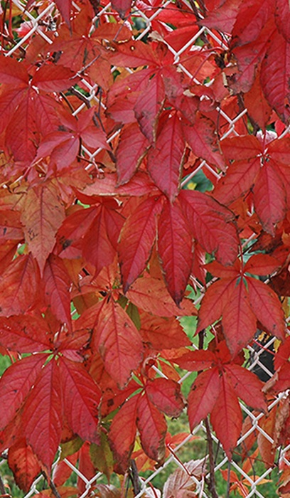 PARTH QUI ENGELMAN IVY #1