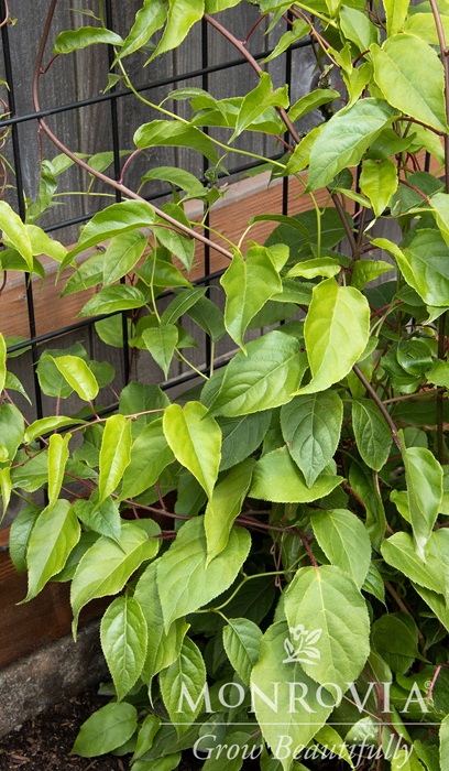 ACTINIDA ARG ISSAI #1/7"KIWI