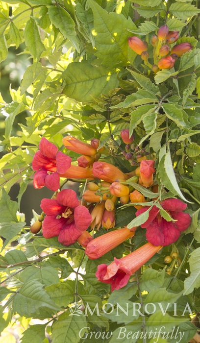 CAMPSIS RAD BALBOA SUNSET #1