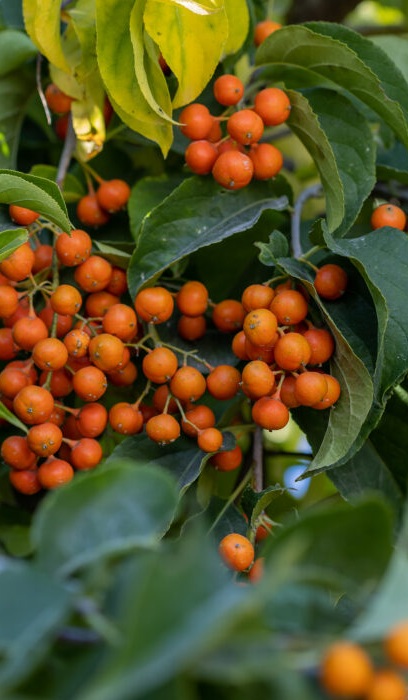 CELAS SCA AUTUMN REVOLUTION #2FE