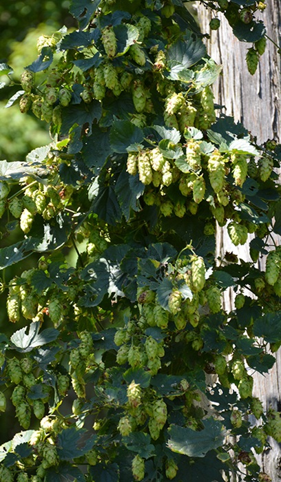 HUMULUS CASCADE HOPS #2