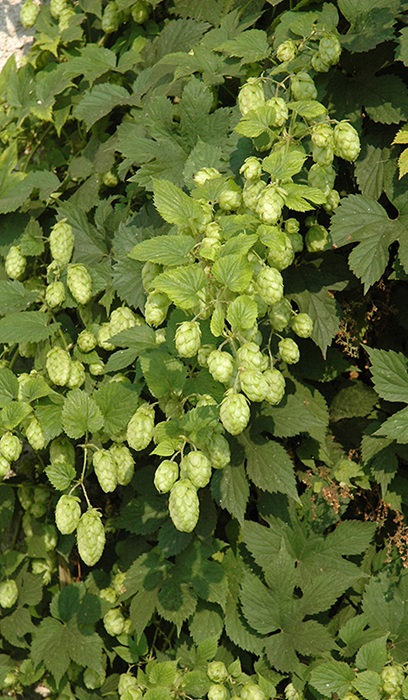 HUMULUS NUGGET ORN HOPS #2