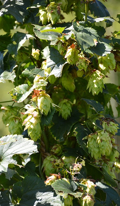 HUMULUS WILLIAMETTE HOPS #2