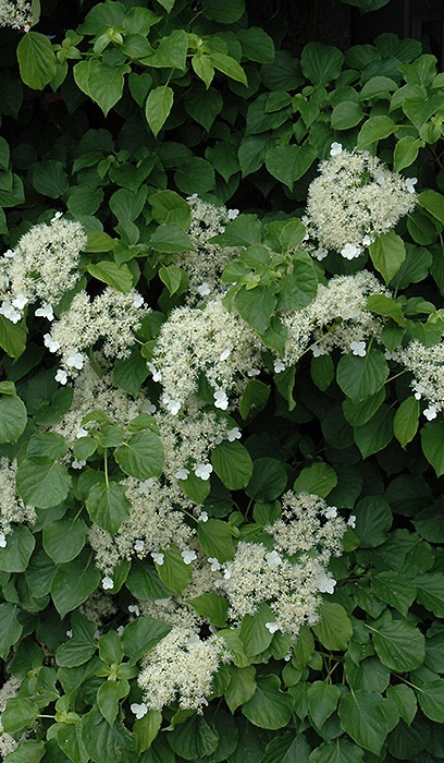 HYDRA CLIMBING HYDRANGEA #2