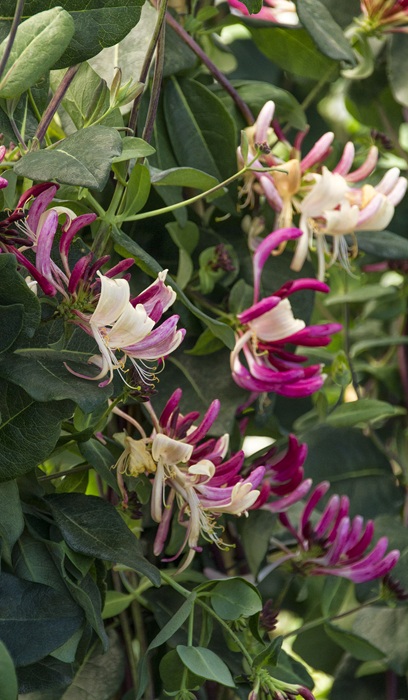 LONICERA PER PEACHES & CREAM #2