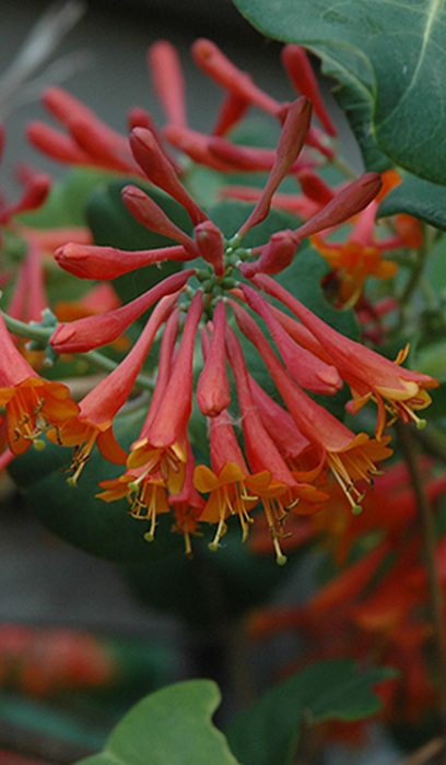 LONICERA DROPMORE SCARLET #1
