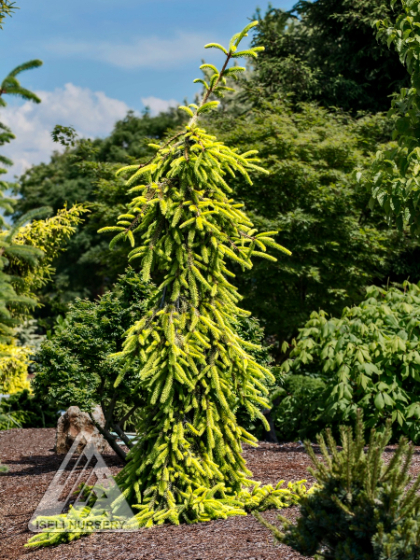 PICEA ABI GOLD DRIFT #6