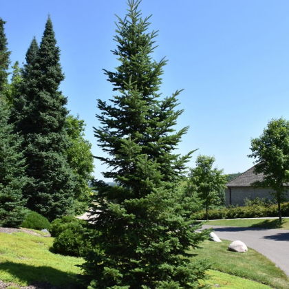 ABIES BALSAM FIR 6' BB