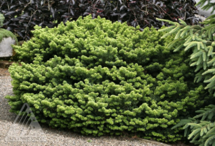 ABIES BALSAM NANA #2 DWF