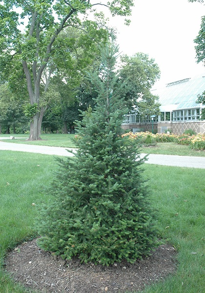 ABIES BAL X CANAAN FIR 6' BB