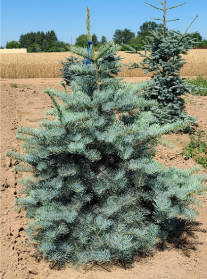 ABIES CON BLUE SELECT #15/3'BB