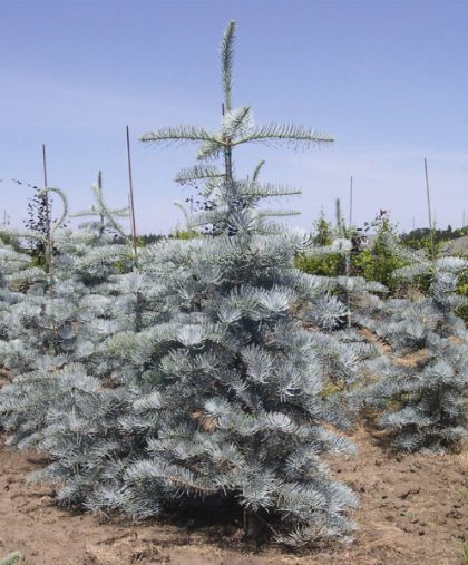 ABIES CON CANDICANS #20/5'BB