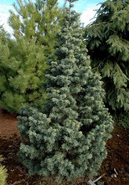 ABIES CON COMPACTA #15/30"BB