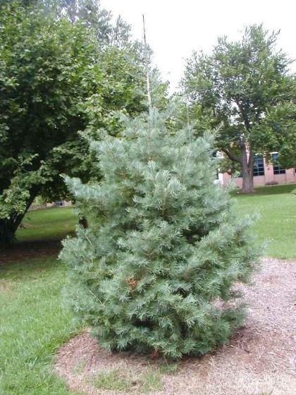 ABIES CONCOLOR CONICA #7