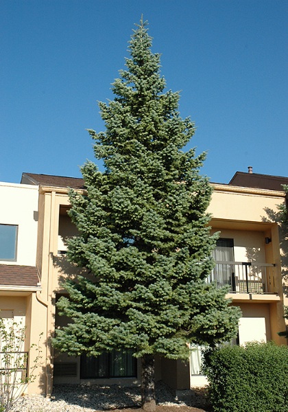 ABIES CONCOLOR FIR 7' BB