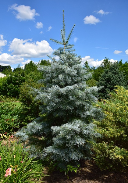 ABIES CON BLUE CLOAK #20/4'