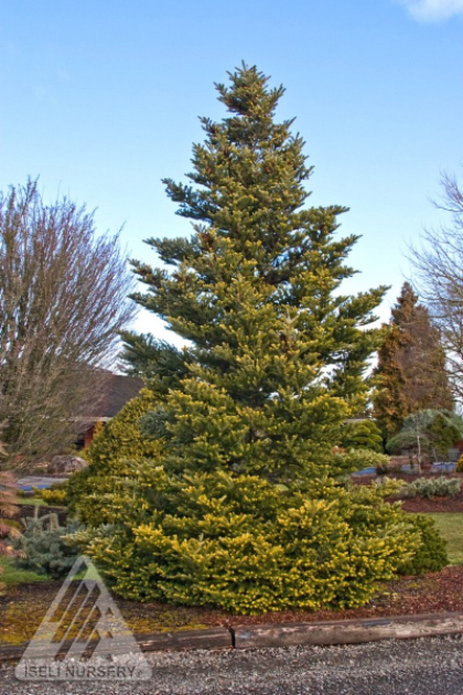 ABIES KOR AUREA FIR #7