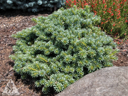 ABIES KOR BLUE ESKIMO #3