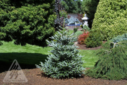 ABIES KOR HORSTMAN FIR #45/5'BB