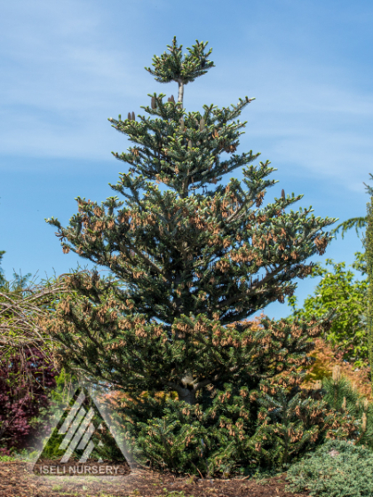 ABIES KOR SILVER SHOW #6